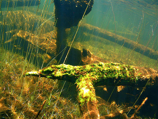 (35) Driftwood covered in emerald fungi