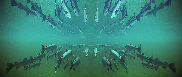 (4) Atlantic Salmon Migration